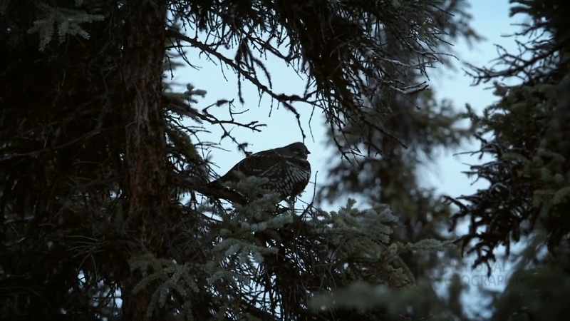 We'll be happy if we get some spruce hen