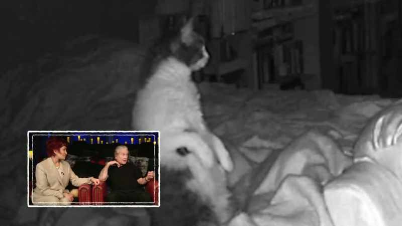 Well, can you see that cat's