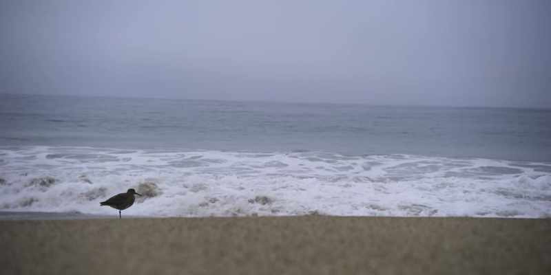 We'll go for a walk to the beach.