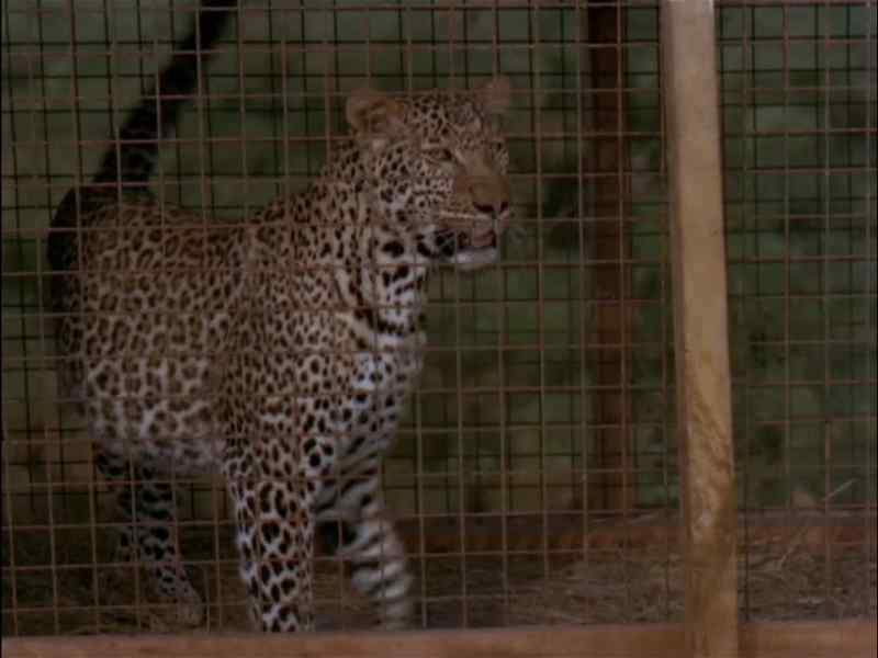 Well, here we go. Bronx Zoo next