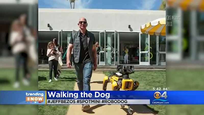 Well, how about a robotic dog to walk here?