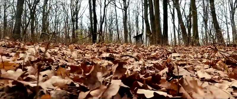 Well, I ended up running through the woods alone