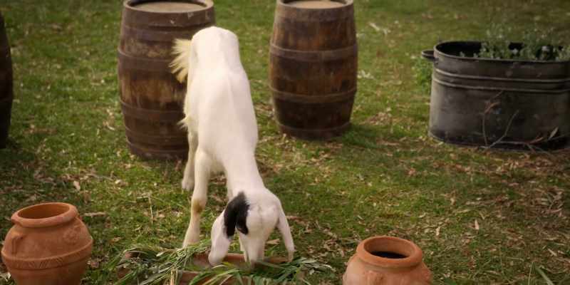 Well, I mean, Maltese's probably had her fill, so…