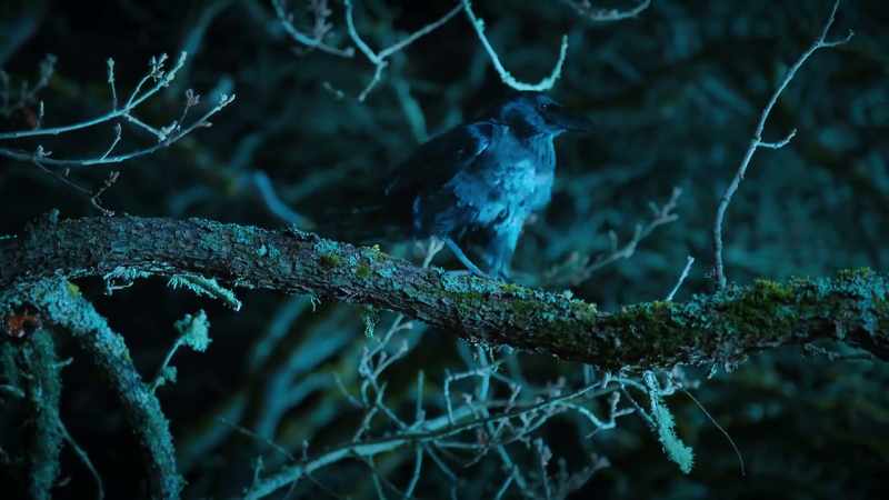 Well, I spy with my little crow eye