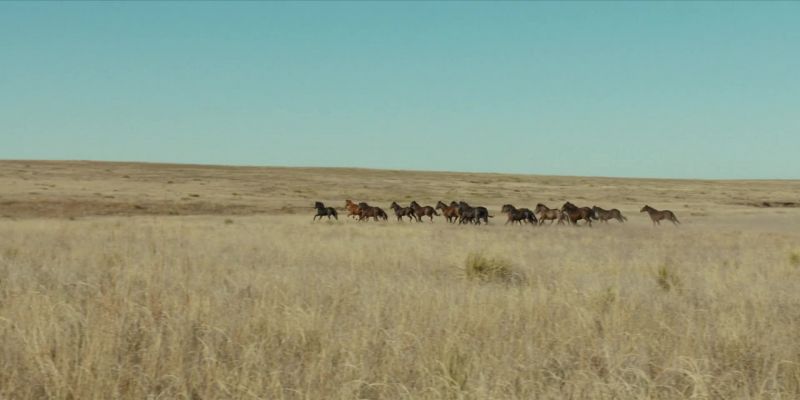 Well, joined up with some mustangs, I see