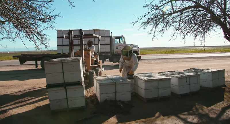 Well, most beekeepers, including ourselves