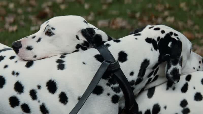 Well, Pongo