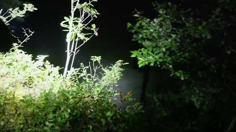 We're making our way through the thick brush, and suddenly