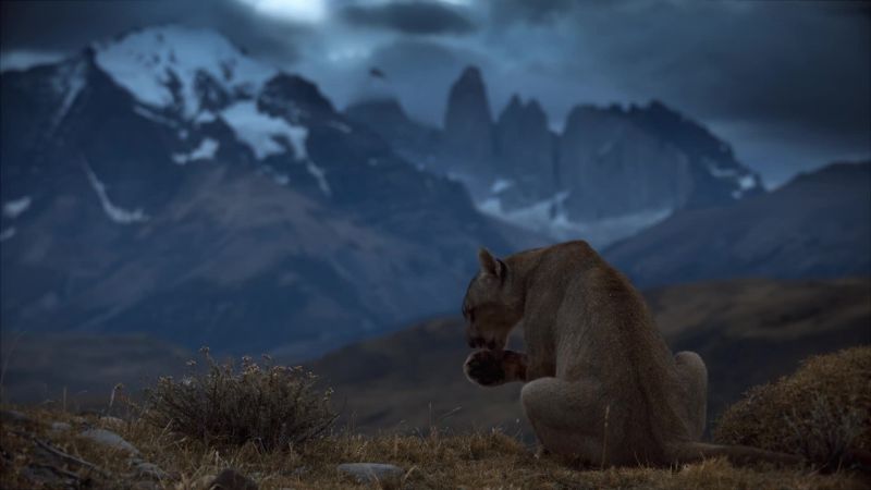 We're now discovering that for young pumas