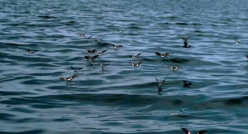We're talking about gulls and shorebirds and ducks
