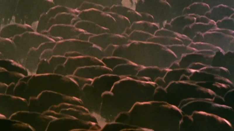 West: That's a lot of bison