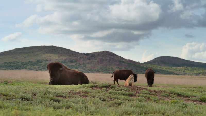 Western hunters are striving for the questionable honor