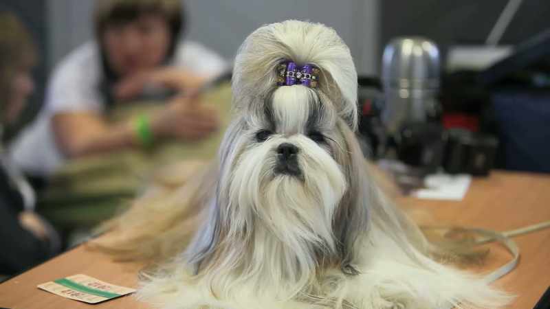 We've created these fantastic varieties of breeds