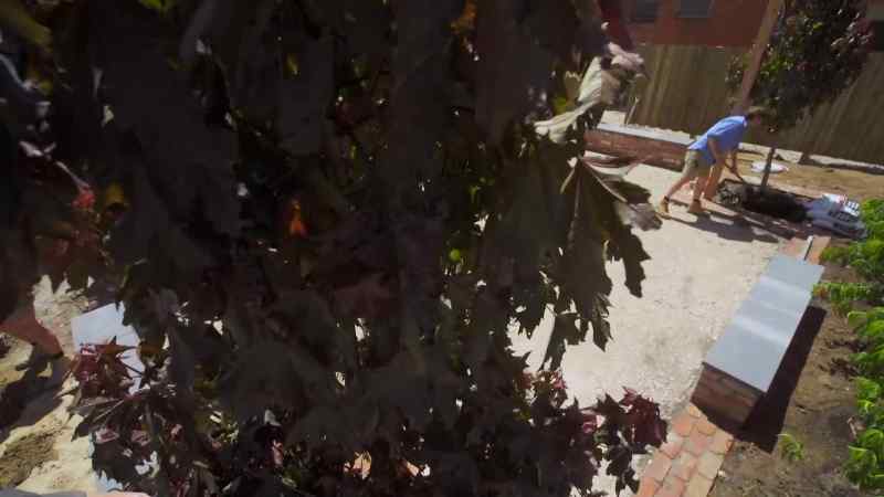 We've planted four big feature trees in our courtyard