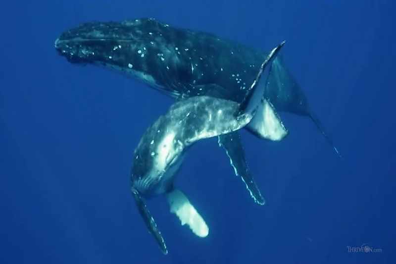 [whale call]