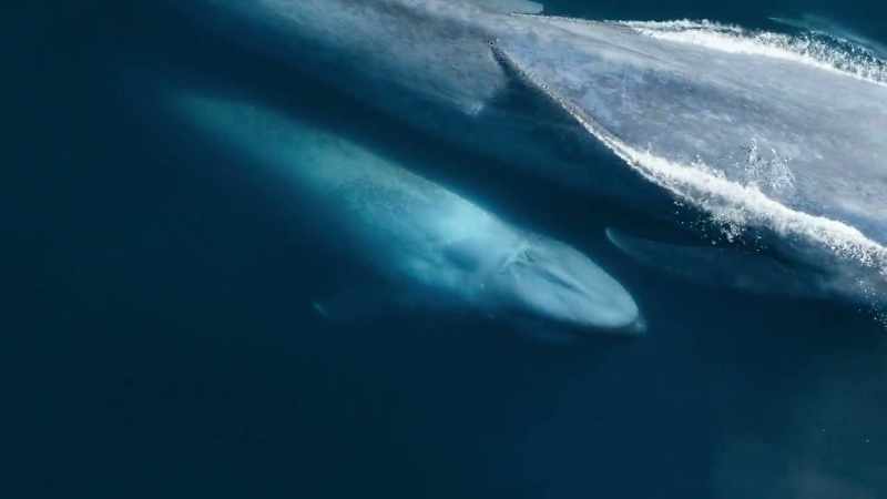 [whale huffing]
