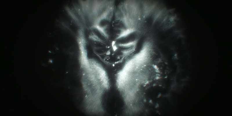 Whales evolved to build relationships in the dark
