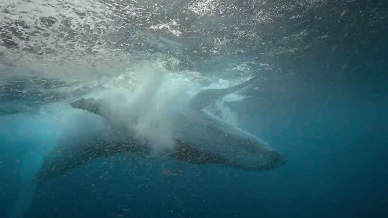 Whales recycle nutrients that enrich surface waters