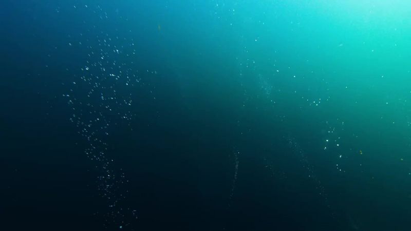 What a flock can catch in one dive