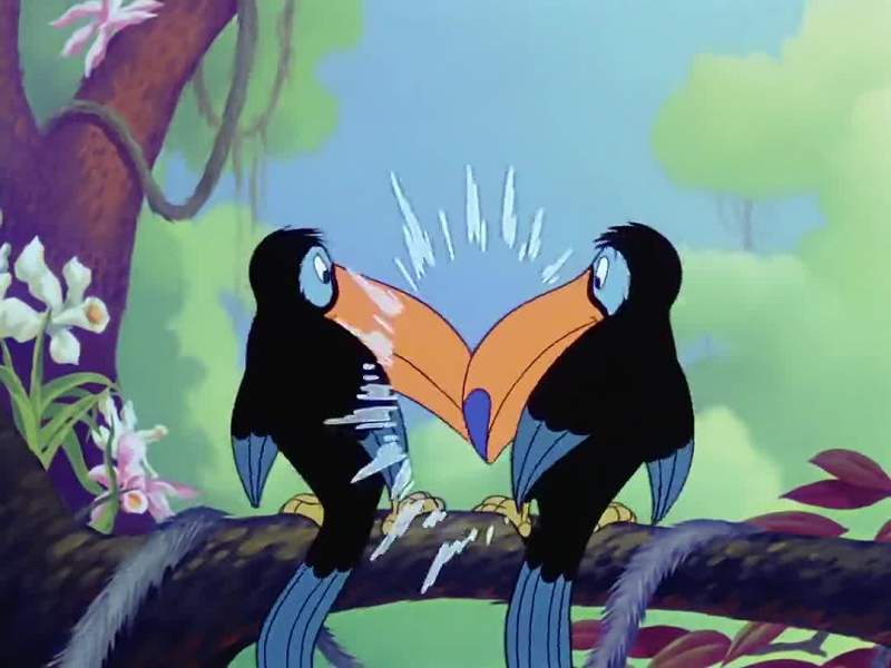 What a time two toucans have making love