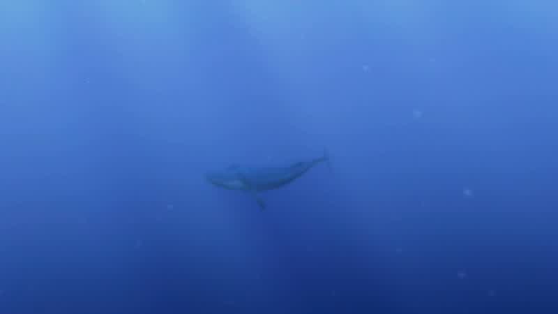 Maybe he only speaks whaleMooo Weee neeedDory Tooo fiind his sonWhat are you doing Are you sure you speak whaleCan youuuu give us diiirectionsssDory Heaven knows what you're sayingSee he's swimming