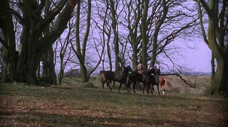 What did you call this horse?
