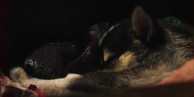 What does he bring to the breed if he survives