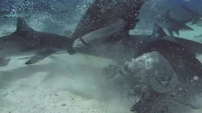 WHAT GOES THROUGH YOUR MIND WHEN A SHARK STARTS BITING YOU?