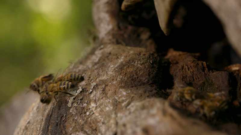 What happens if a perfectly healthy bee is dabbed with a