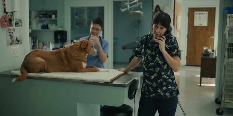 What happens to the cats that die in your office?