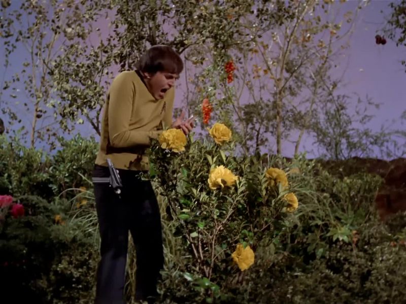 What is it ? - The flower, sir