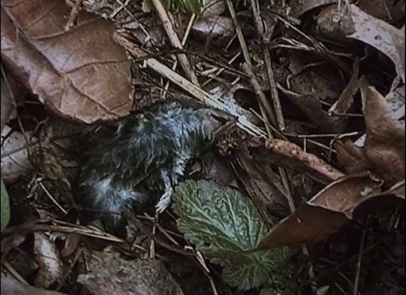 What killed this dead mouse