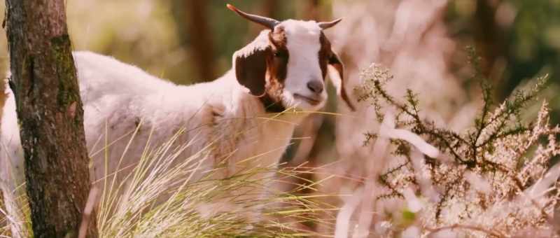 What? - Look at... the goat came