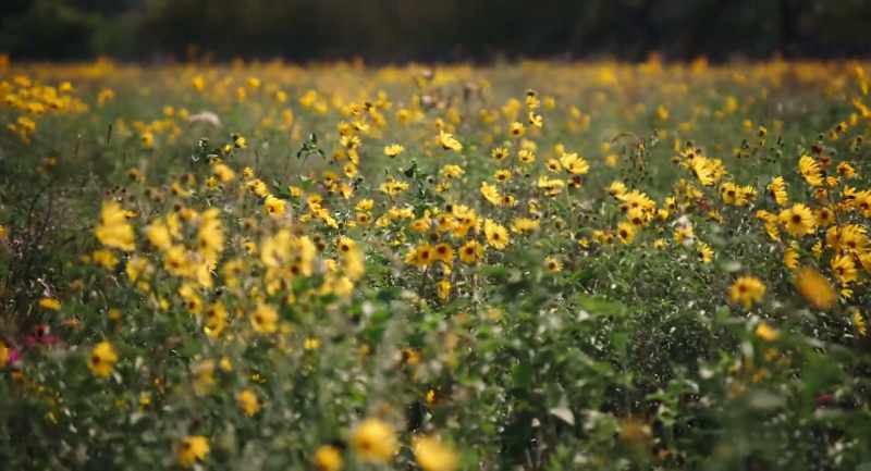 What made the Great Plains is that movement and change