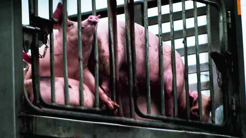What many people don't know about pigs
