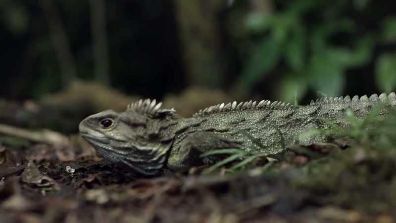 What other traits could explain why both species avoided extinction?