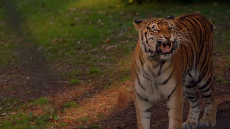 Did-did you just throw something -You're not supposed to taunt the animals