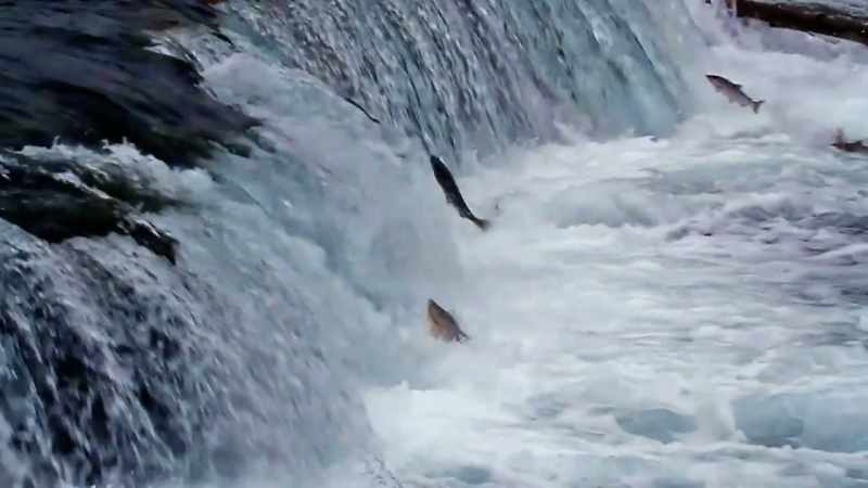 What this suggests is something that is swimming in the manner