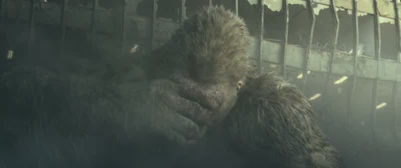What the hell are you doingFeeding the monster to the gorilla