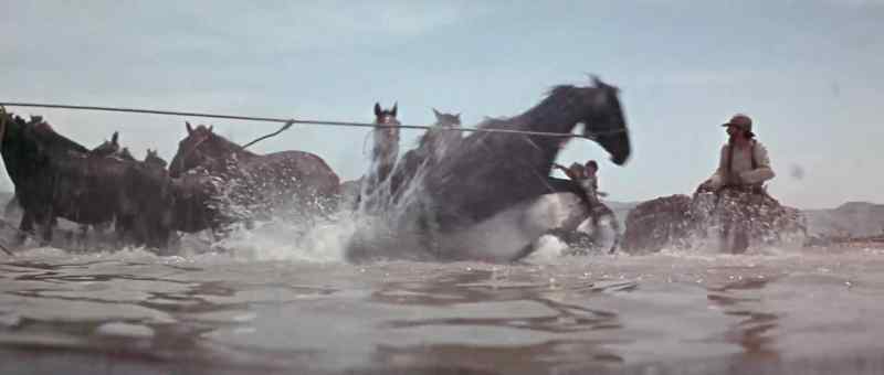 What the hell is wrong with them horses?