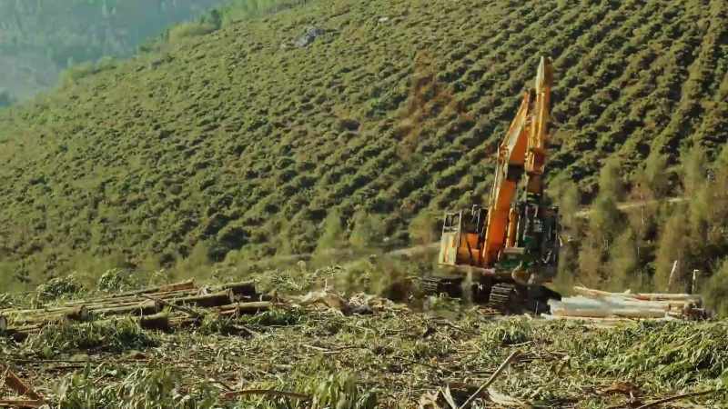 What we're being told by the logging industry is that