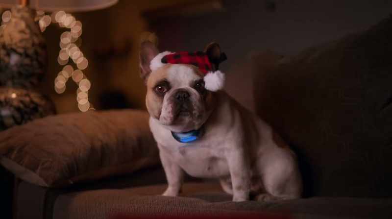 What? Were you expecting a talking pig?