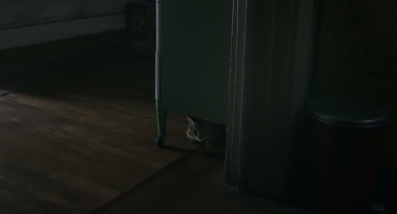 What'd you do to the cat?