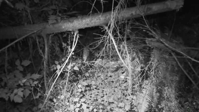 Whatever came underneath this log literally had to squat