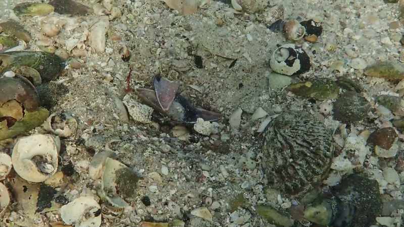 What's the difference between octopus tracks