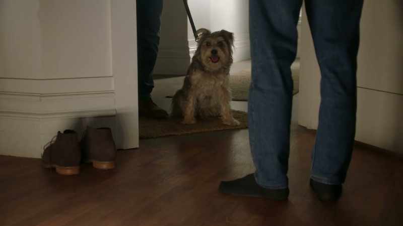 What's with the dog? It, uh, didn't work out