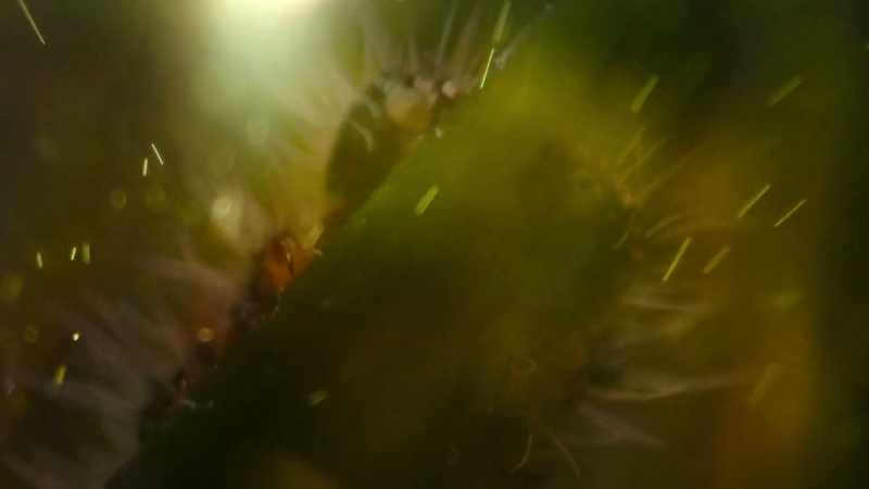 When a caterpillar takes a bite of grass