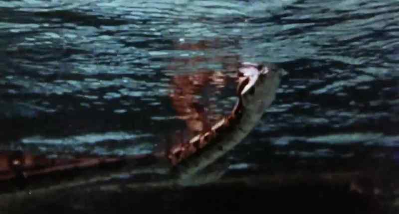When a creature becomes prey in this wilderness, there is one conciliation