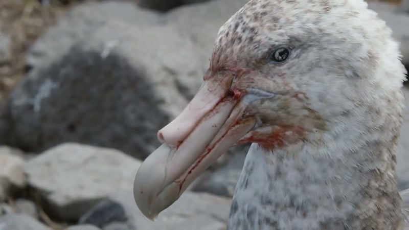 'When a giant petrel sizes you up like this