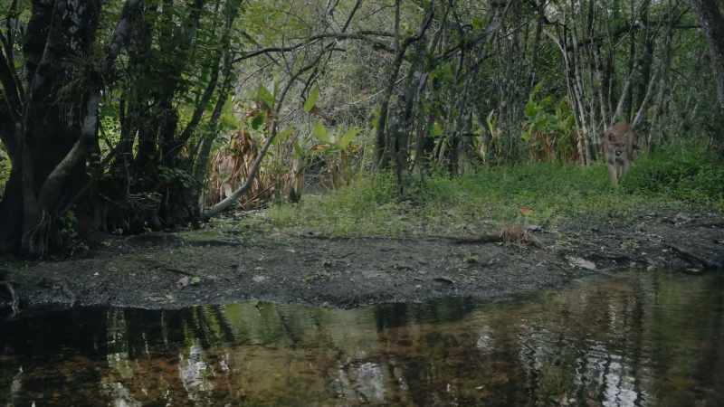 When a panther was going to pass through